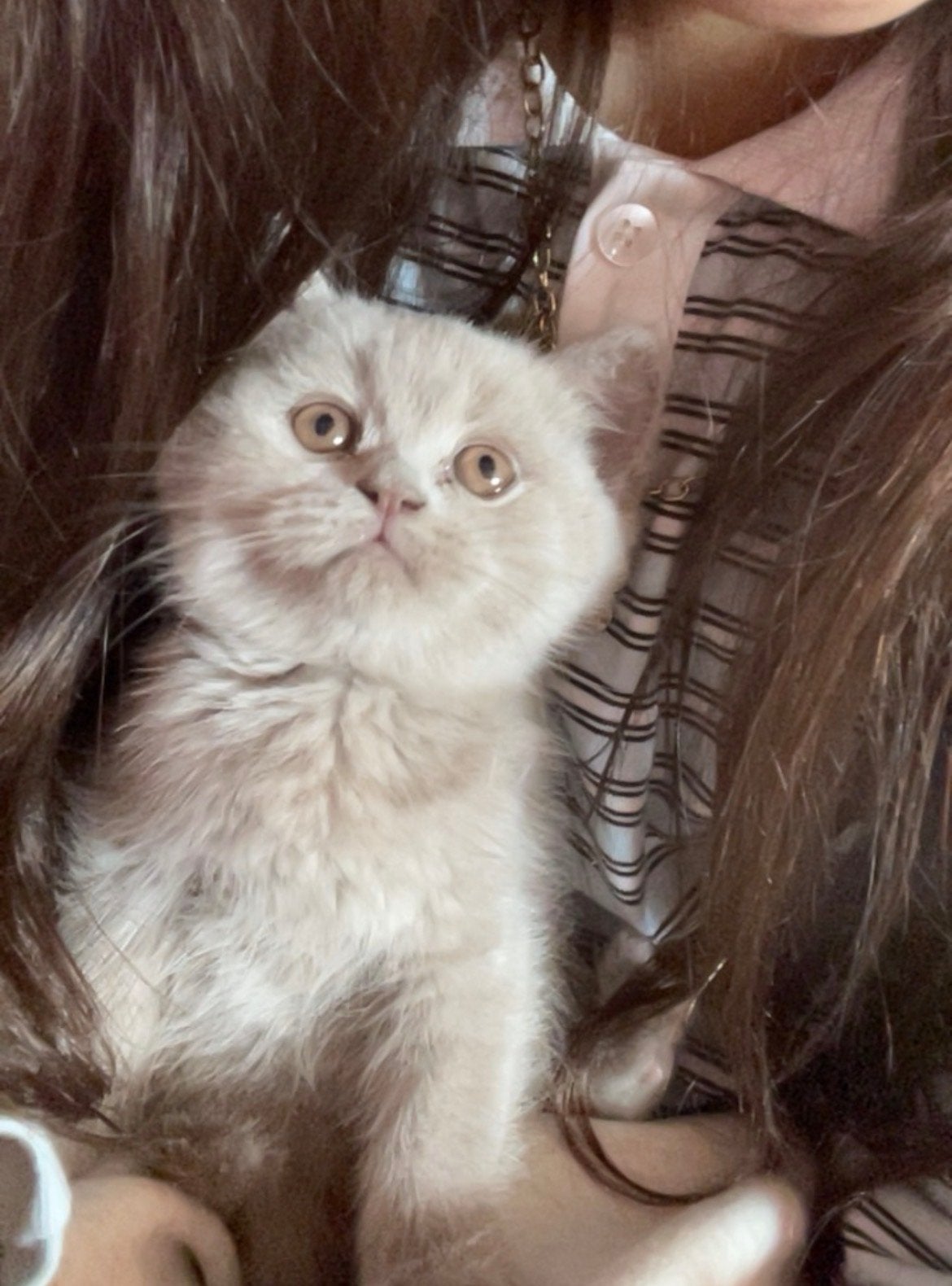 British, Kater, Met stamboom, 0 tot 2 jaar