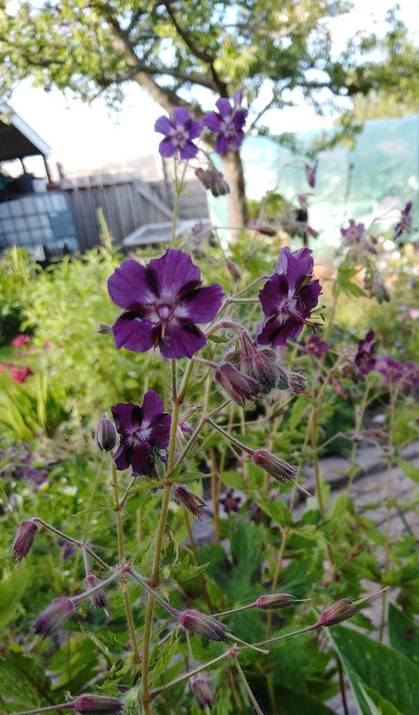 geranium phaeum, Tuin en Terras, Planten | Tuinplanten, Bodembedekkers, Volle zon, Ophalen