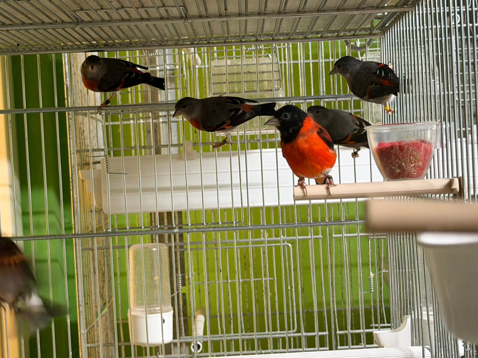 Kapoetensijzen, Dieren en Toebehoren, Vogels | Overige Vogels, Meerdere dieren, Wildzangvogel, Geringd
