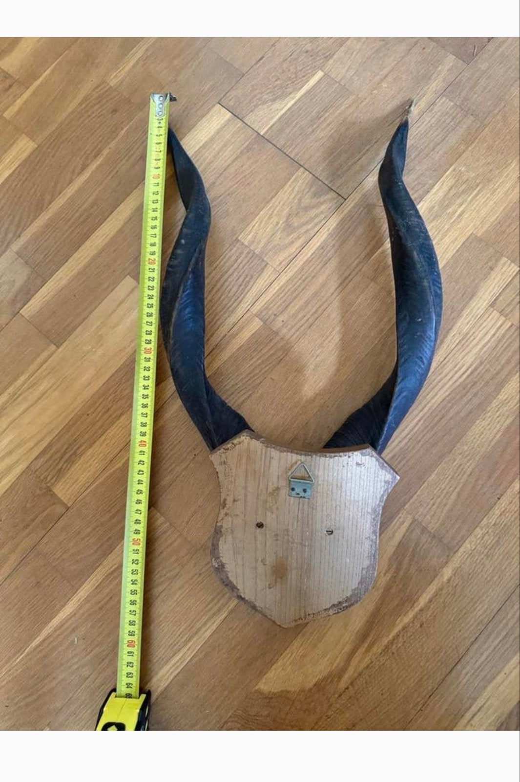 Grote Nyala Antilope Hoorns op Houten Schild, Verzamelen, Ophalen of Verzenden, Gebruikt