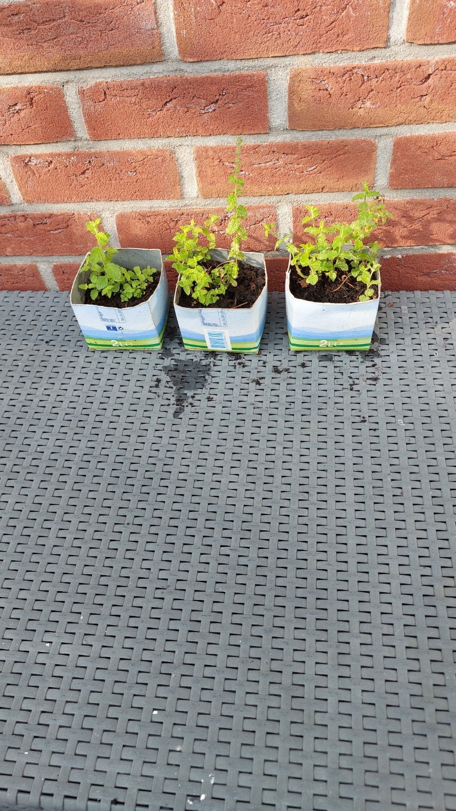 Biologische Grapefruitmunt, Ophalen, Eenjarig, Groenteplanten, Volle zon