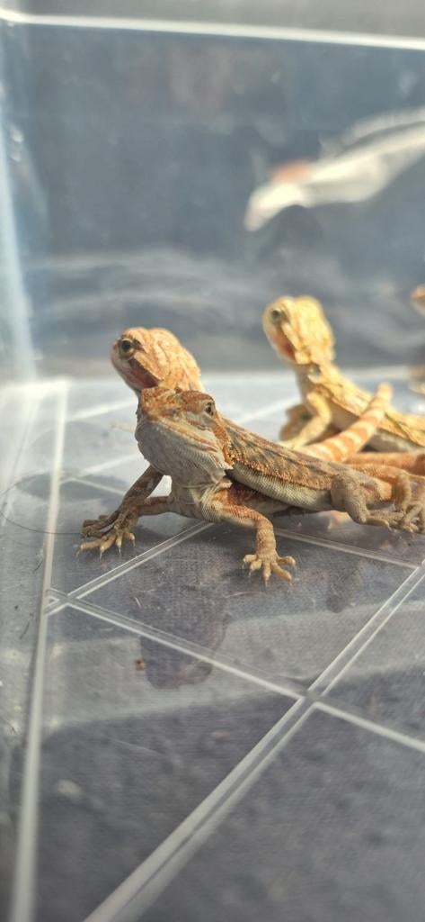 Baardagaam pogona vitticeps, Hagedis, 0 tot 2 jaar