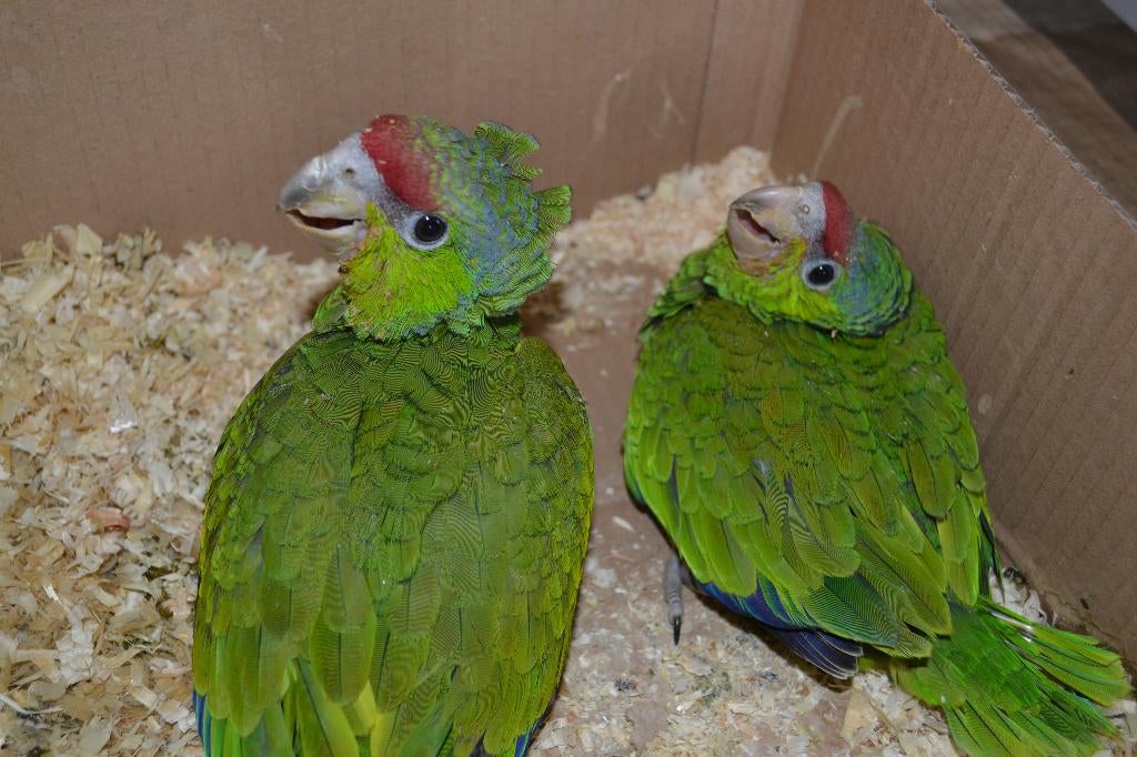 Voor Grote parkiet/dwerg-ara/kaketoe/papegaai en meer..., Dieren en Toebehoren, Vogels | Parkieten en Papegaaien, Geslacht onbekend