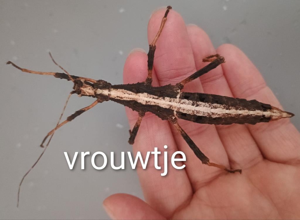 wandelende takken (Sungaya inexpectata PSG 195), Dieren en Toebehoren, Insecten en Spinnen, Wandelende tak