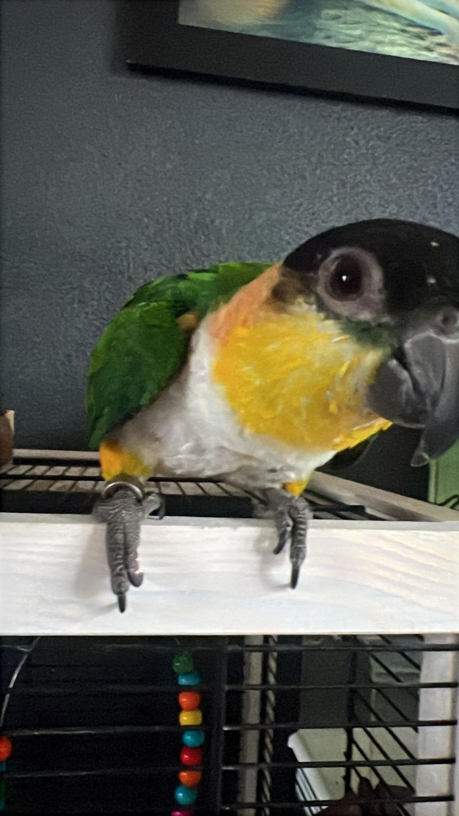 Lieve zwartkop caique met kooi, Vrouwelijk, Papegaai, Geringd