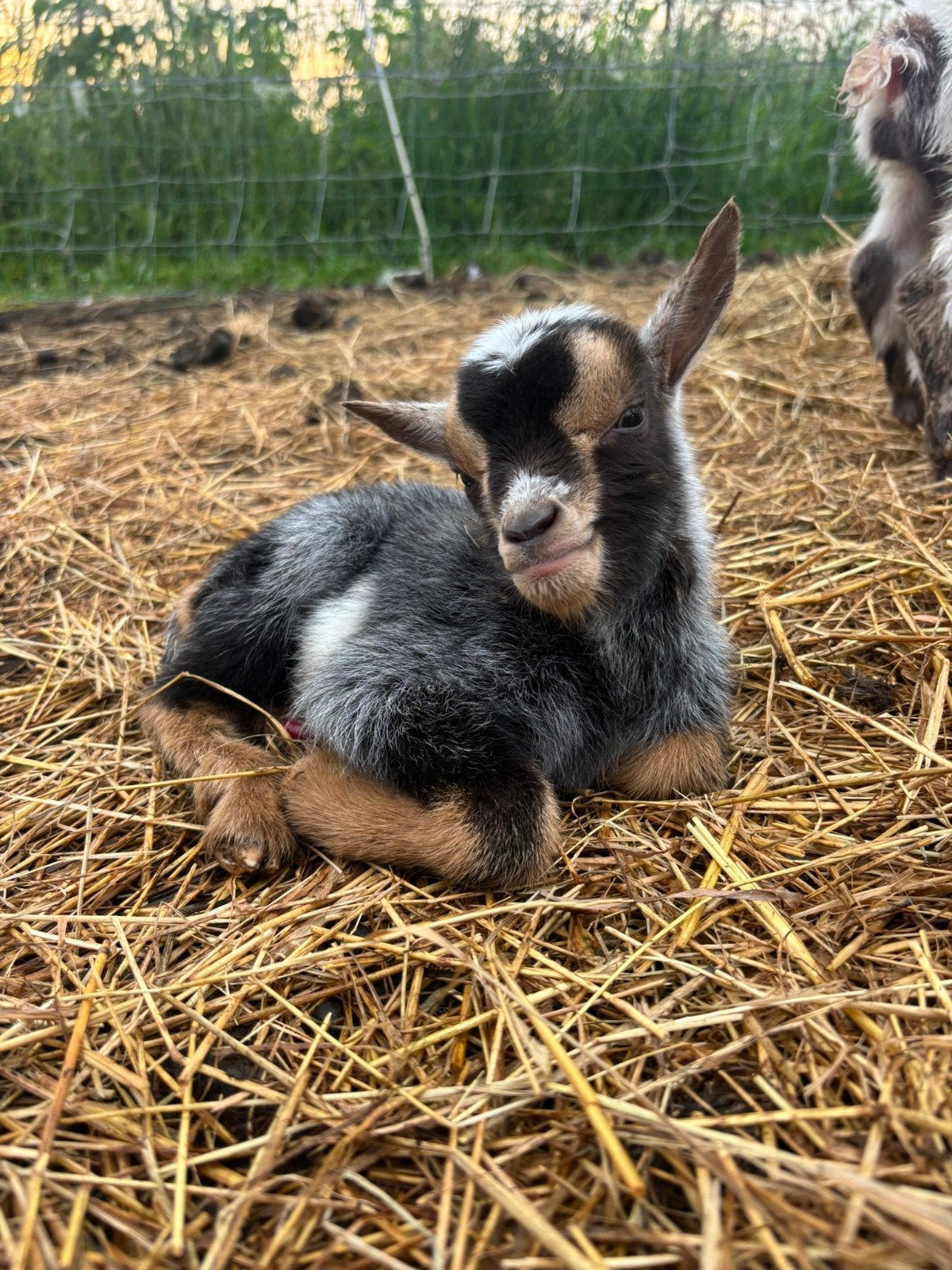 dwerg geitjes, Dieren en Toebehoren, Meerdere dieren, Geit