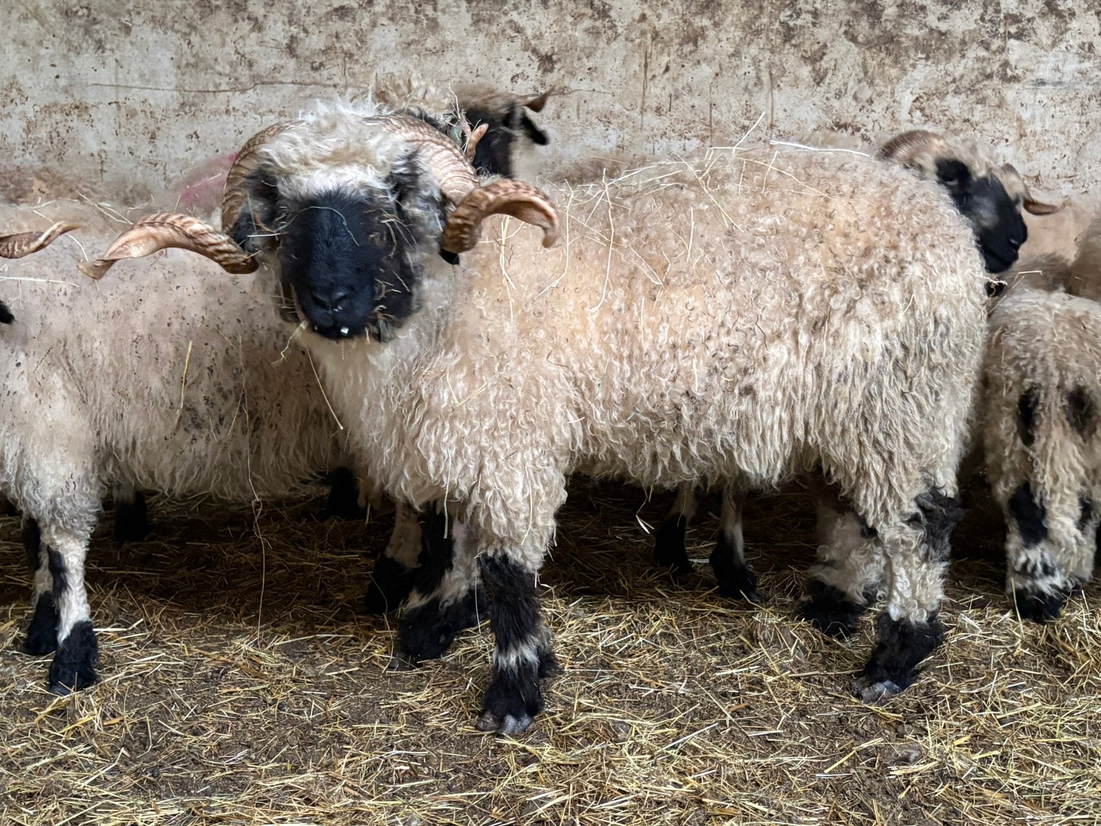 Correcte Wallischer Schwarznase dekram, zwoegervrij arr-arr, Mannelijk, Schaap