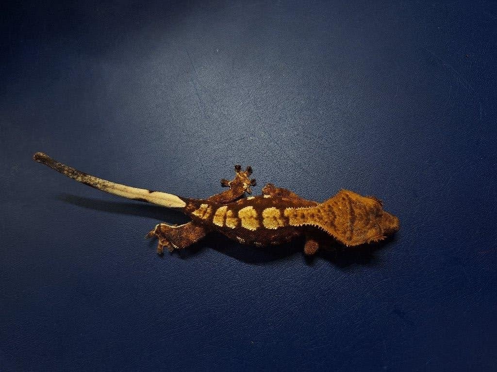 Jonge wimpergekko – vrouwtje, Dieren en Toebehoren, Reptielen en Amfibieën, Hagedis, Tam, 0 tot 2 jaar