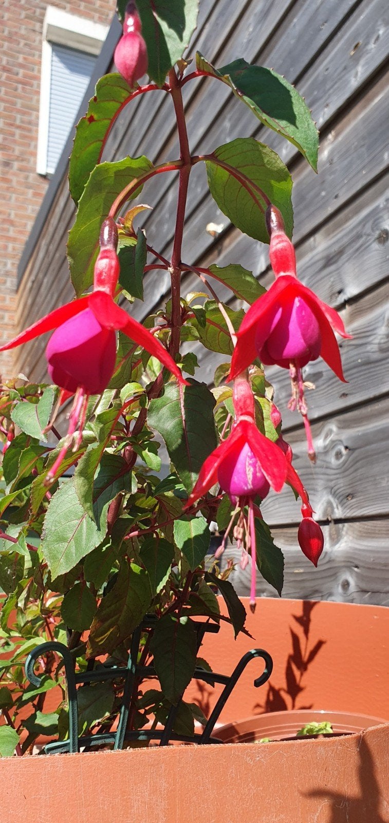 Fuchsia in bloei - prachtige plant voor uw tuin of balkon, Tuin en Terras, Vaste plant, Halfschaduw, Zomer, Ophalen