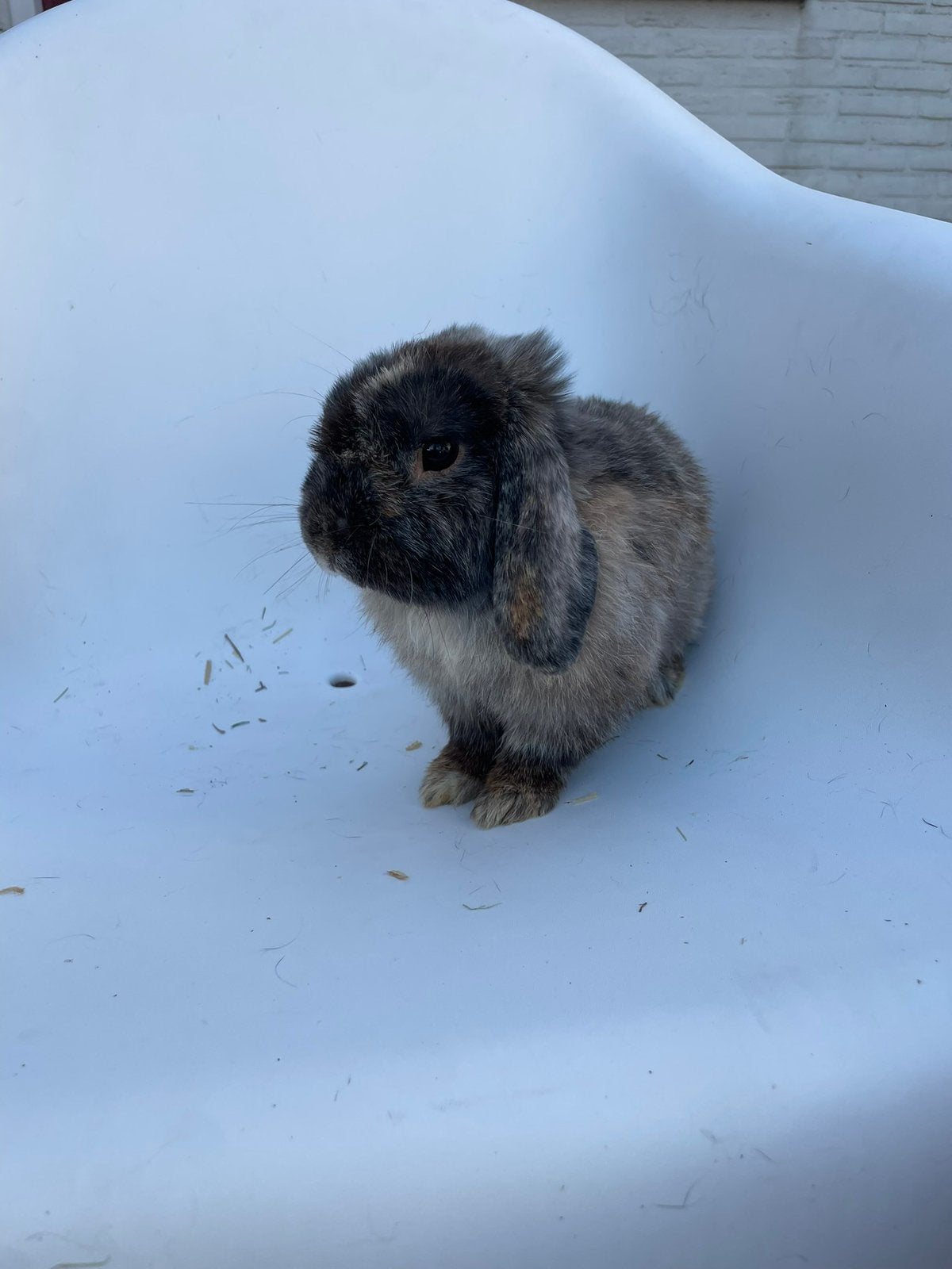 Hangoor konijn, Dieren en Toebehoren, Konijnen, Mannelijk, Middelgroot, Hangoor