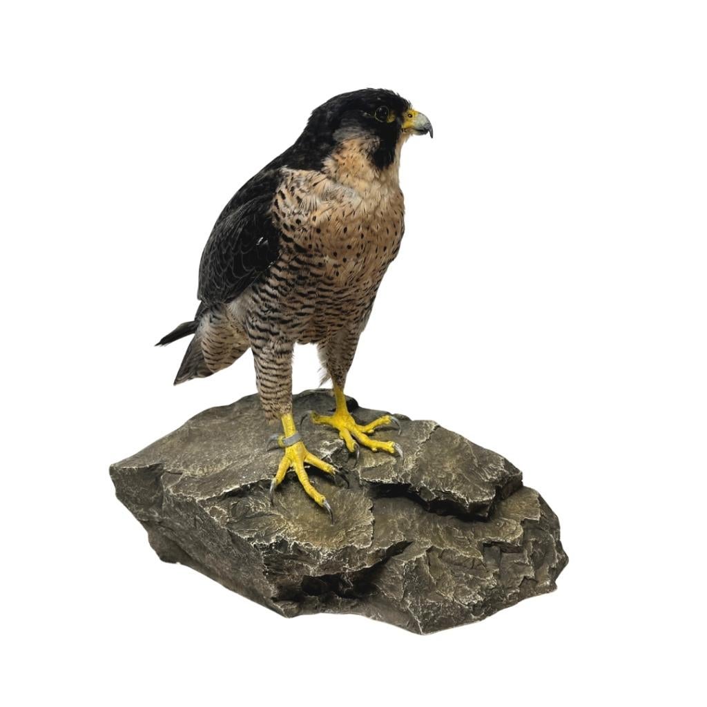 Diverse prachtige opgezette slechtvalken te koop!, Ophalen of Verzenden, Nieuw, Vogel, Opgezet dier