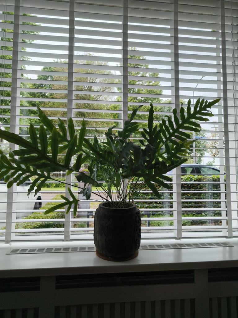 Mooie groene kamerplant in pot, Huis en Inrichting, Kamerplanten, Minder dan 100 cm, Halfschaduw, In pot, Ophalen