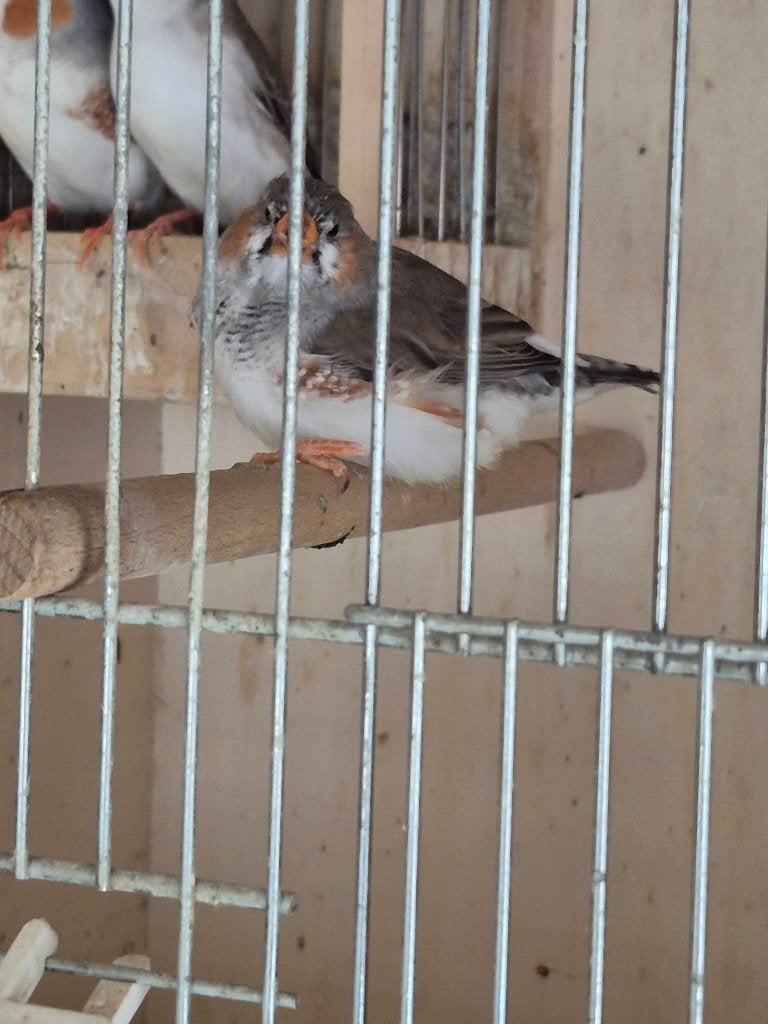 Te koop vogels, Dieren en Toebehoren, Meerdere dieren, Tropenvogel, Geringd