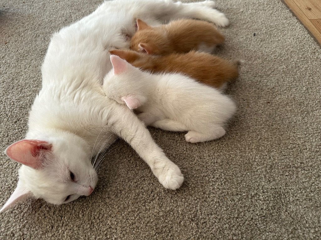 Cats for Sale, Poes, 0 tot 2 jaar