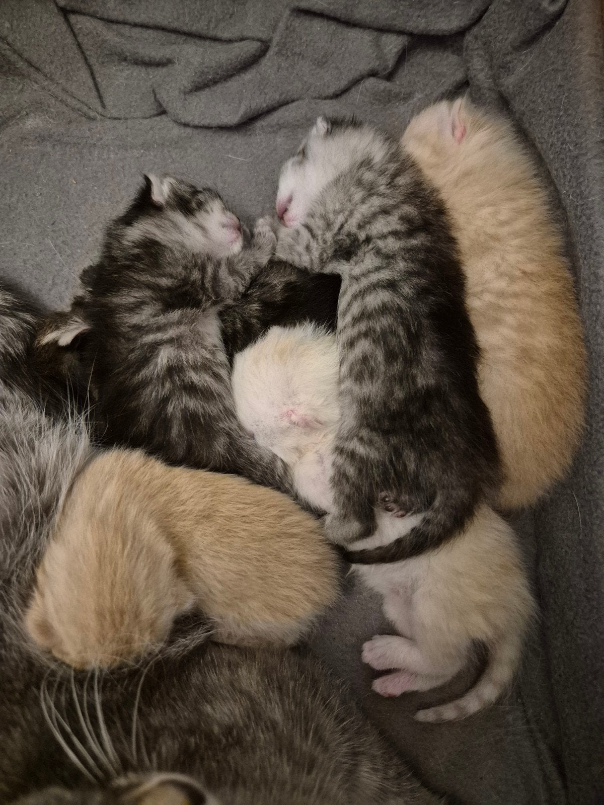 Britse Korthaar kittens NOG 2 POESJES BESCHIKBAAR, Poes, Kortharig