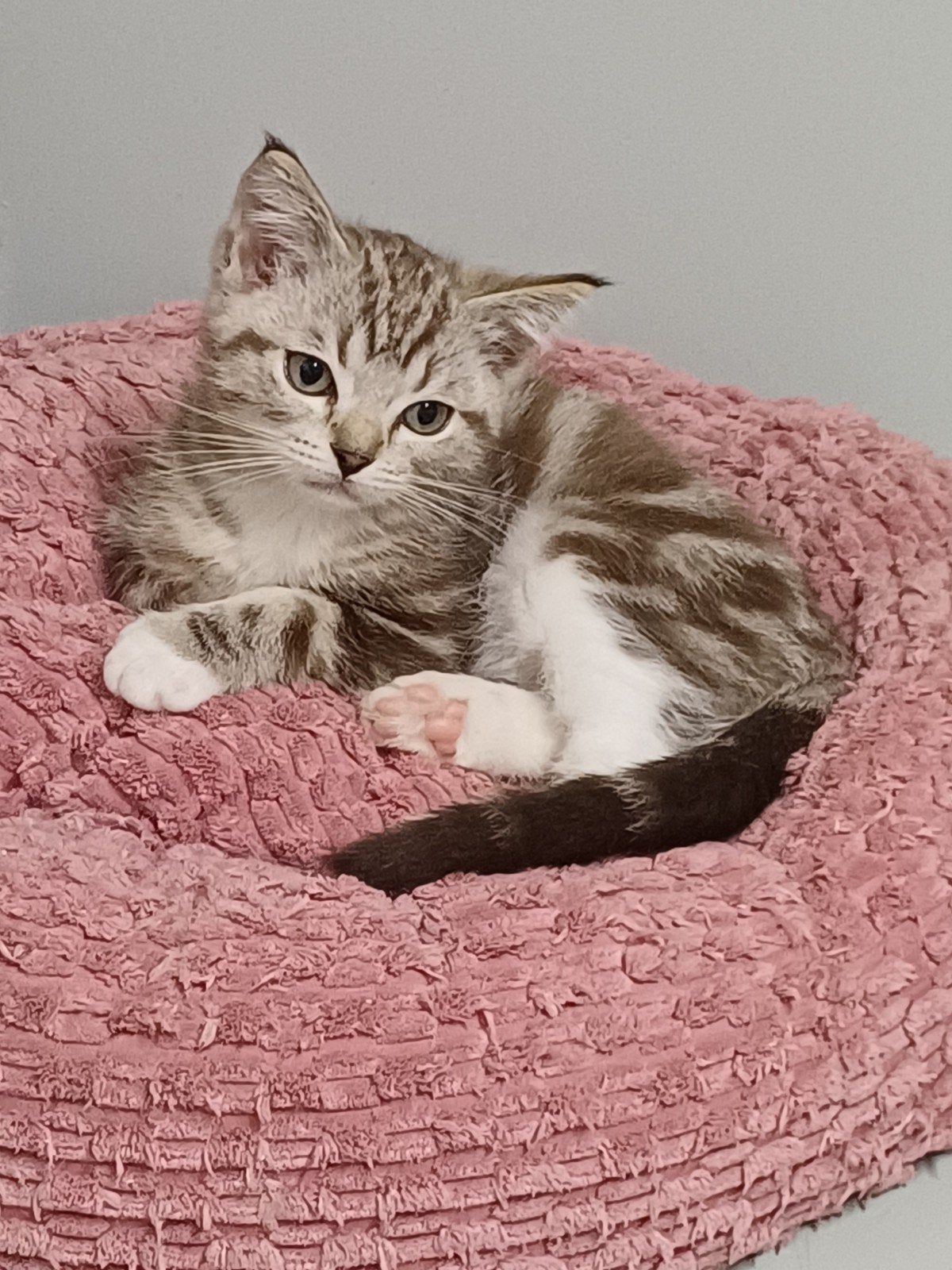 Super mooi Britse Korthaar x Ragdoll Katertje beschikbaar., Kater, Gechipt, 0 tot 2 jaar