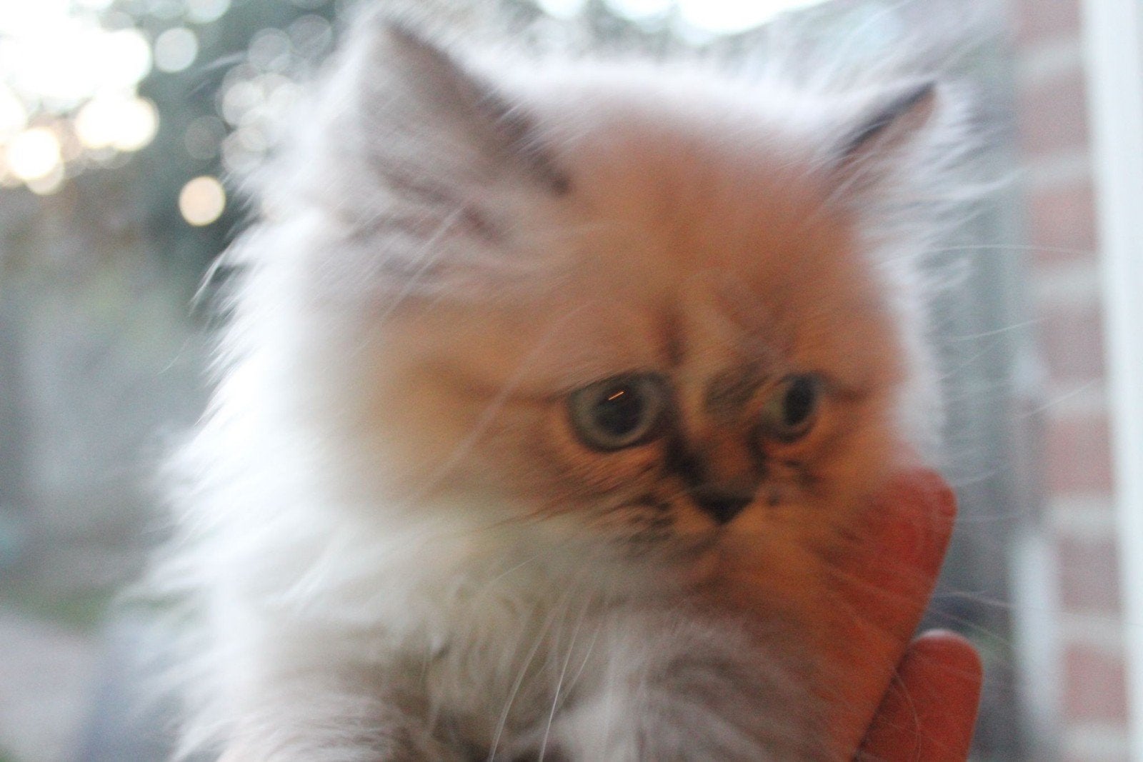perzische langhaar kittens. perzisch kattin met stamboom, Dieren en Toebehoren, Meerdere dieren, Ontwormd, 0 tot 2 jaar