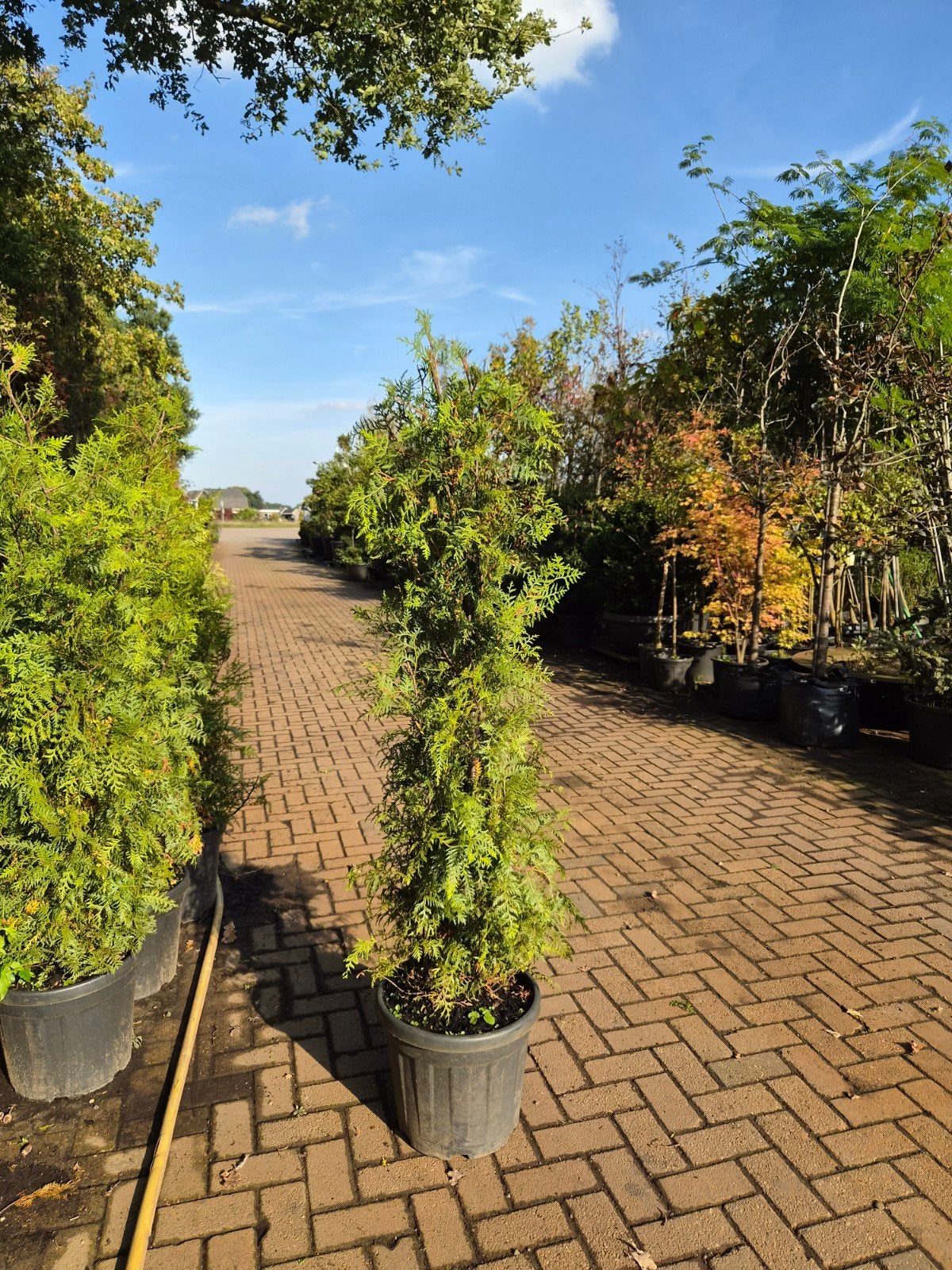 Thuja Brabant Conifeer - Ideaal voor hagen, Bloeit niet, Overige soorten, 100 tot 250 cm, Ophalen