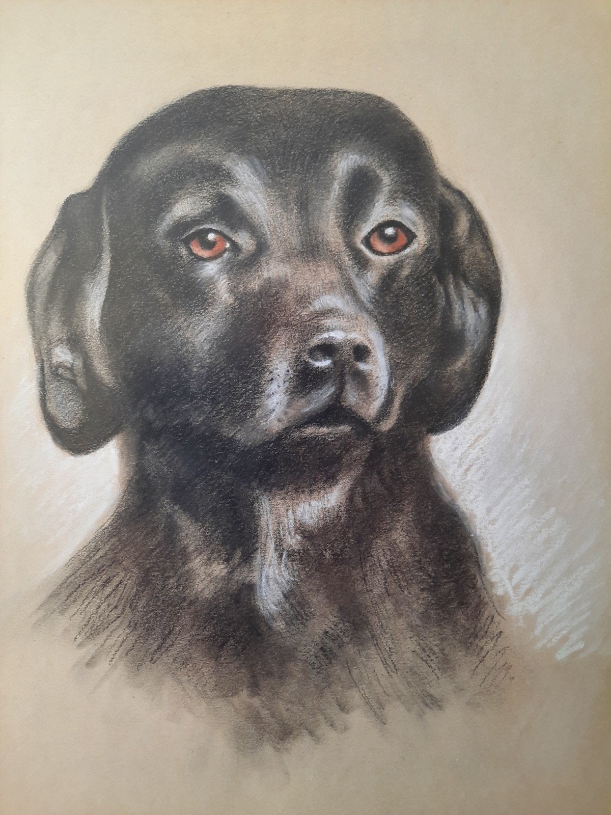 Prachtige getekende hond in lijst 30 x 40 cm echte tekening!, Ophalen of Verzenden