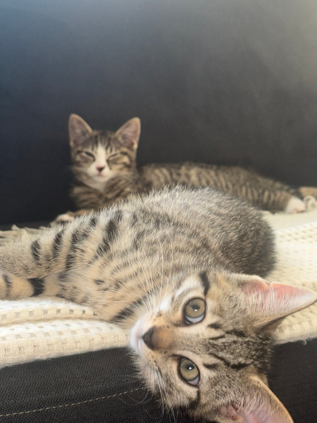 Laatste kitten (poesje, heel lief!), Dieren en Toebehoren, Katten en Kittens | Overige Katten, Meerdere dieren