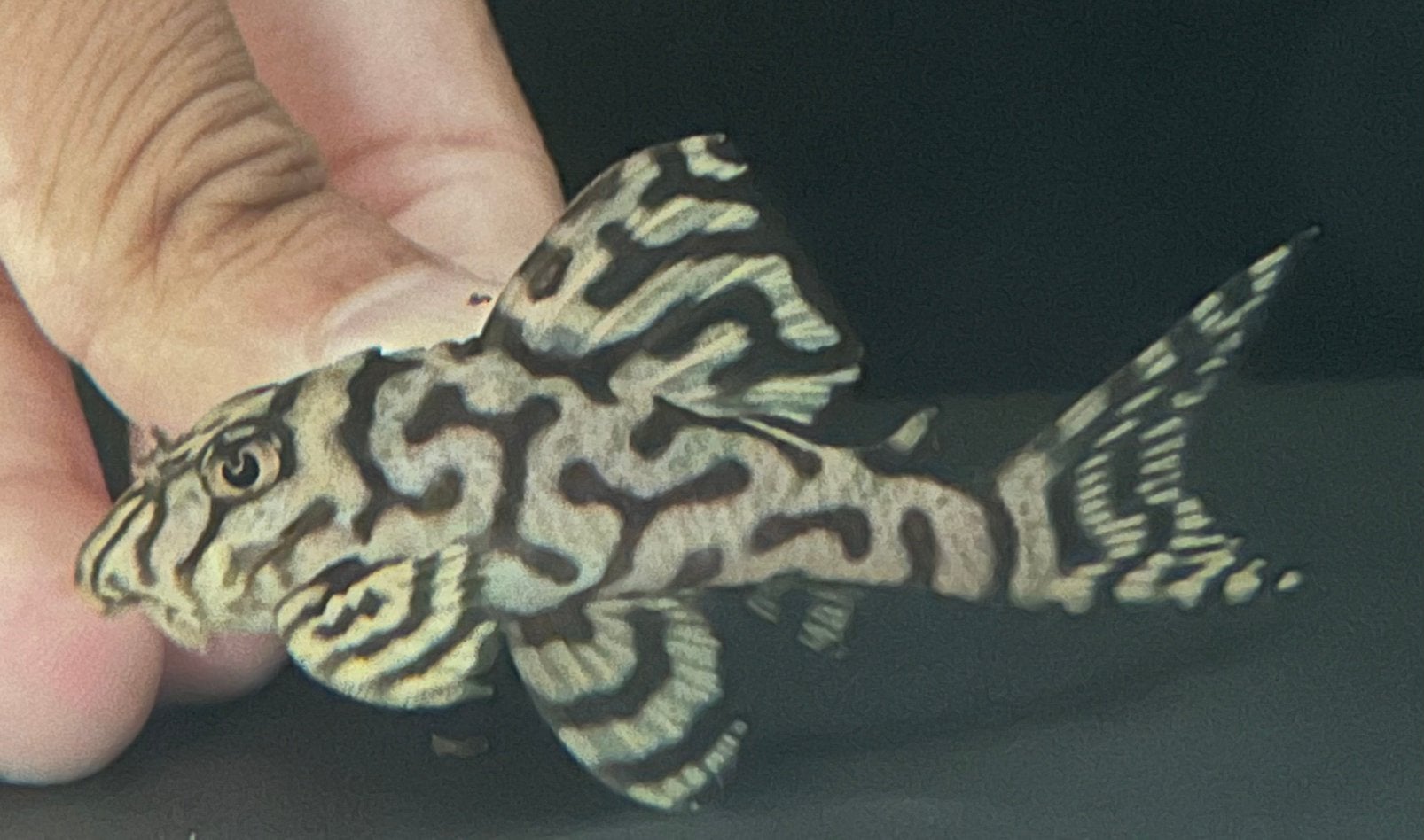 Hypancistrus sp. Seideli L236, Dieren en Toebehoren, Vissen | Aquariumvissen, Vis, Zoetwatervis
