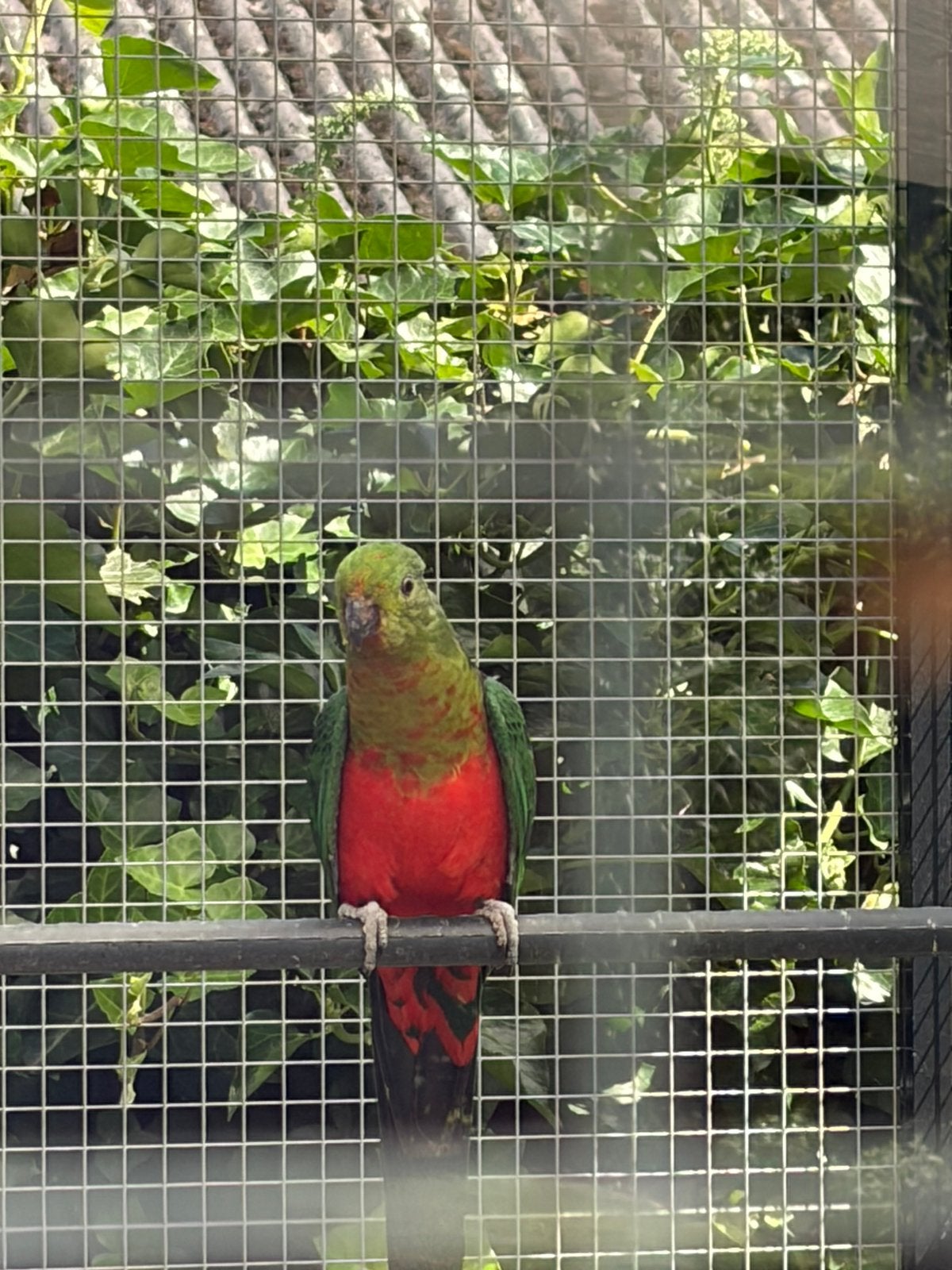 Koningparkiet man 2025, Dieren en Toebehoren, Vogels | Parkieten en Papegaaien, Mannelijk, Parkiet
