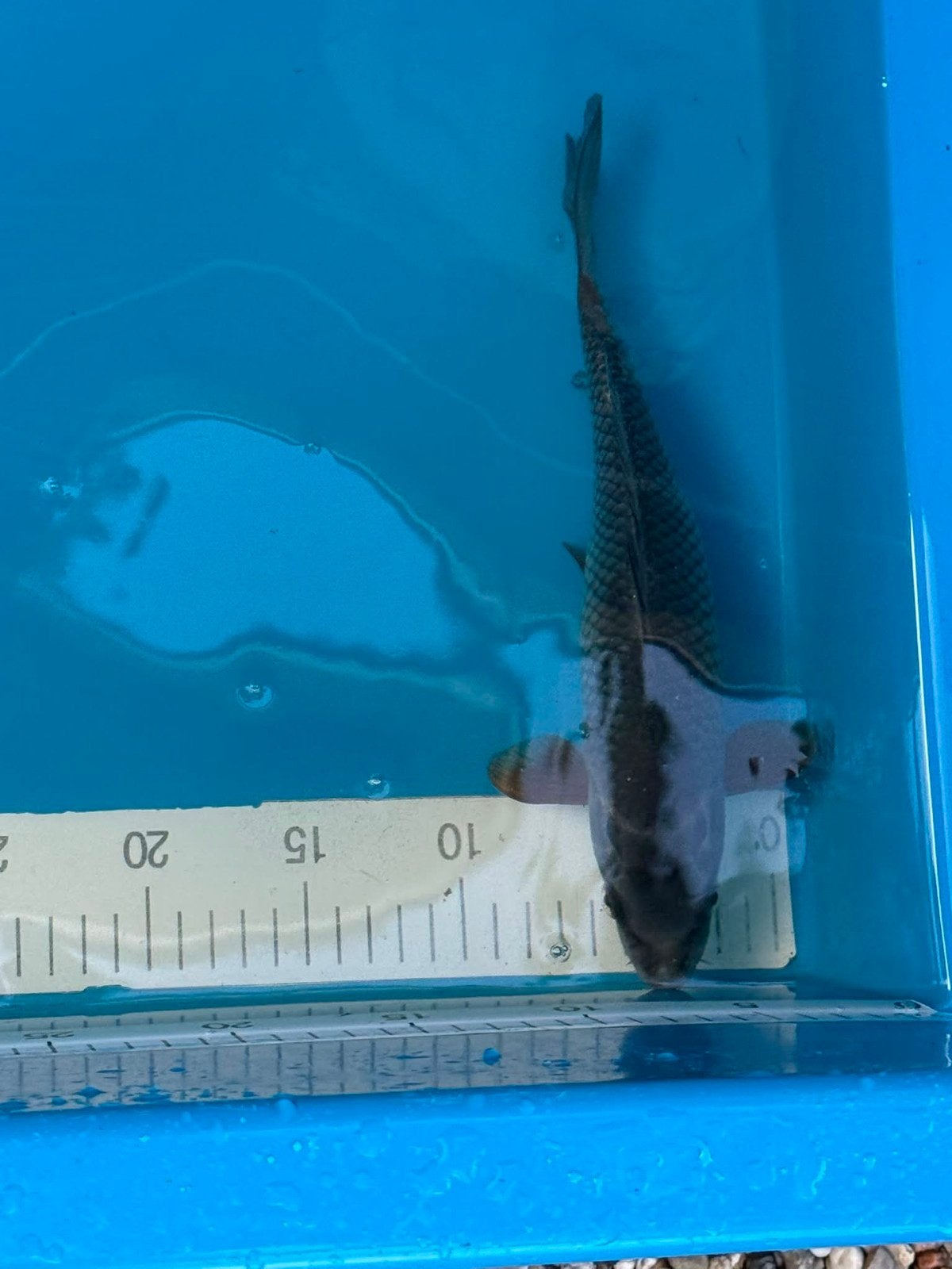Soragoi, Dieren en Toebehoren, Vissen | Vijvervissen, Karper of Koi