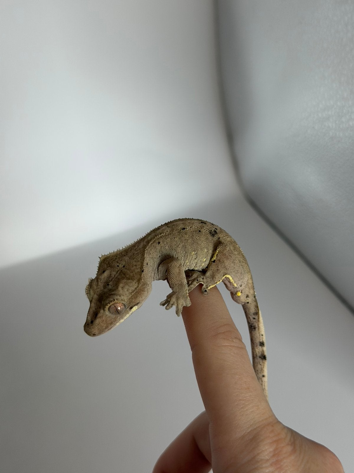Correlophus ciliatus - Crested Gecko - Wimpergekko, Hagedis, 0 tot 2 jaar