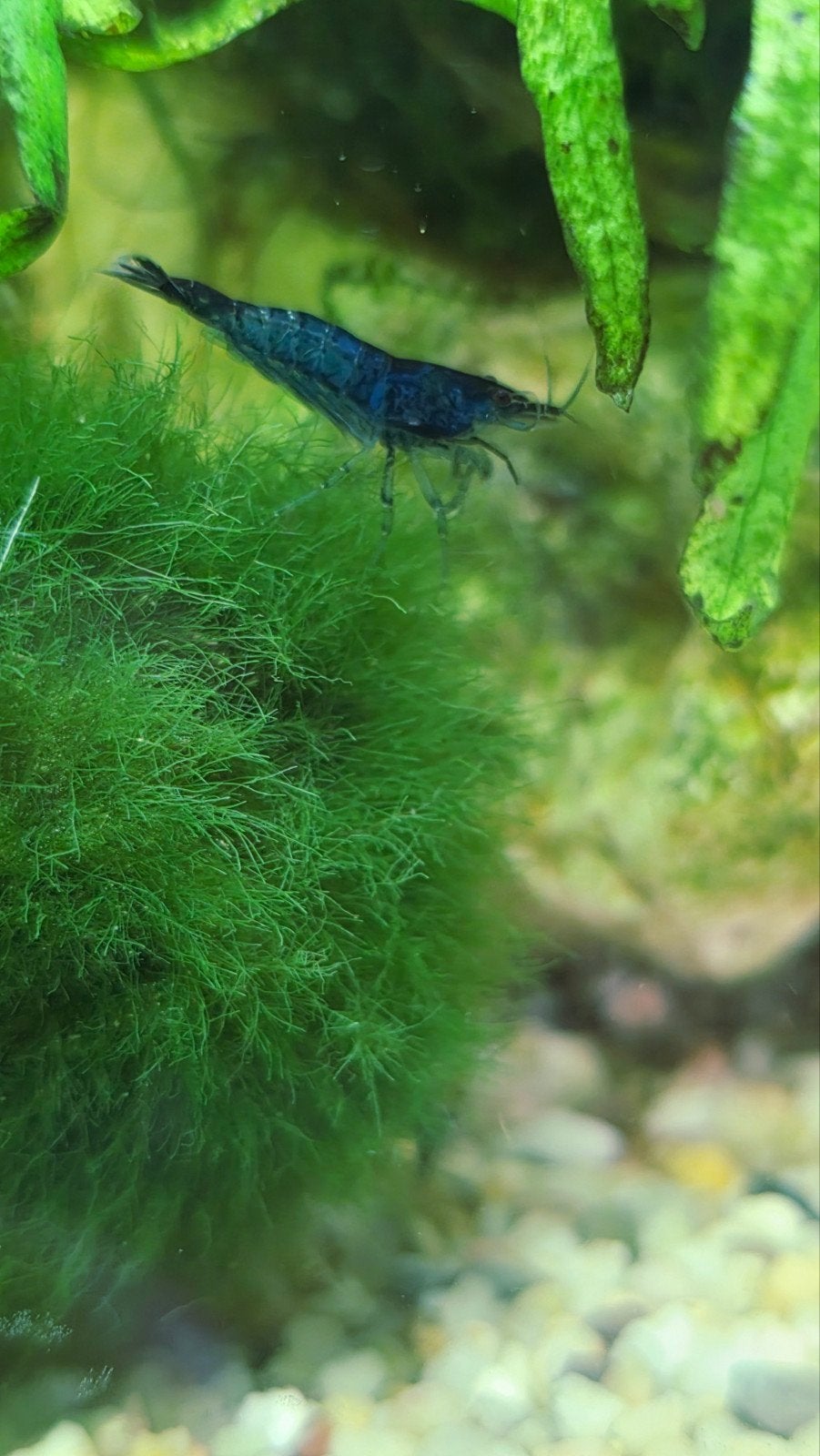 Blauwe Garnalen, Kreeft, Krab of Garnaal