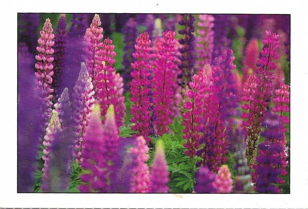Ansichtkaart  	Seebühl (Dui)	Noldes Blumengarten	Lupine, Ophalen of Verzenden, 1980 tot heden, Gelopen, Duitsland