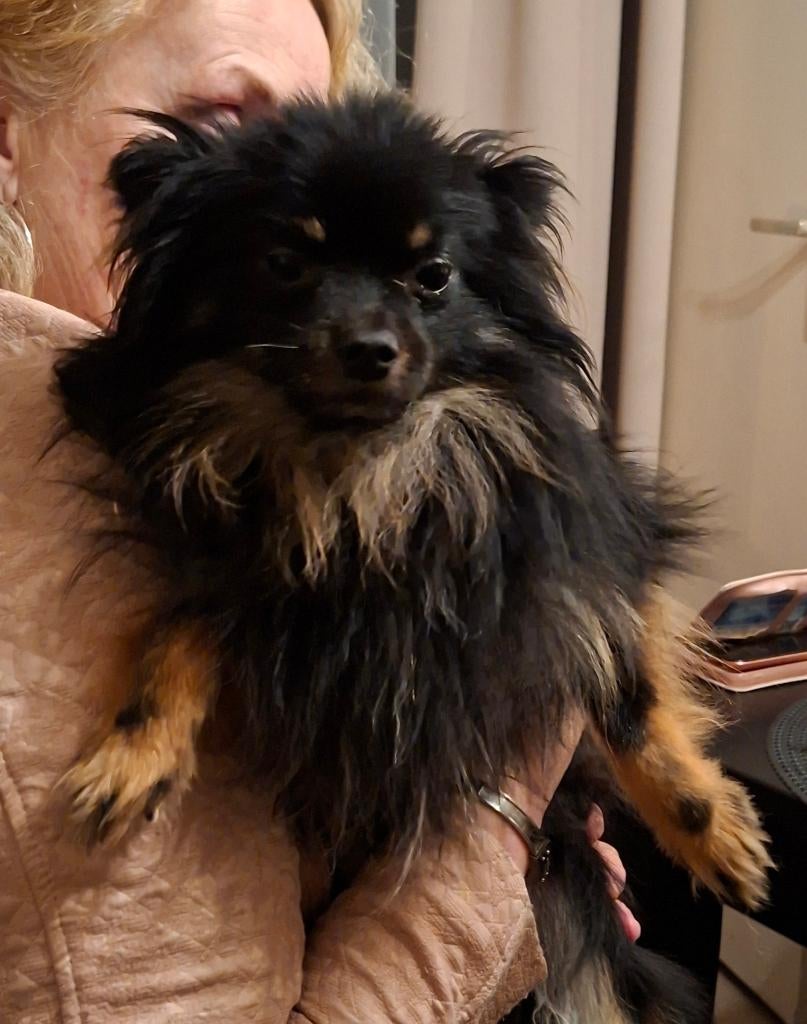Ervaren dekreu Pomeriaan 2,5 jaar., Dieren en Toebehoren, Honden | Dekreuen, Reu, Parvo, Eén hond, 3 tot 5 jaar