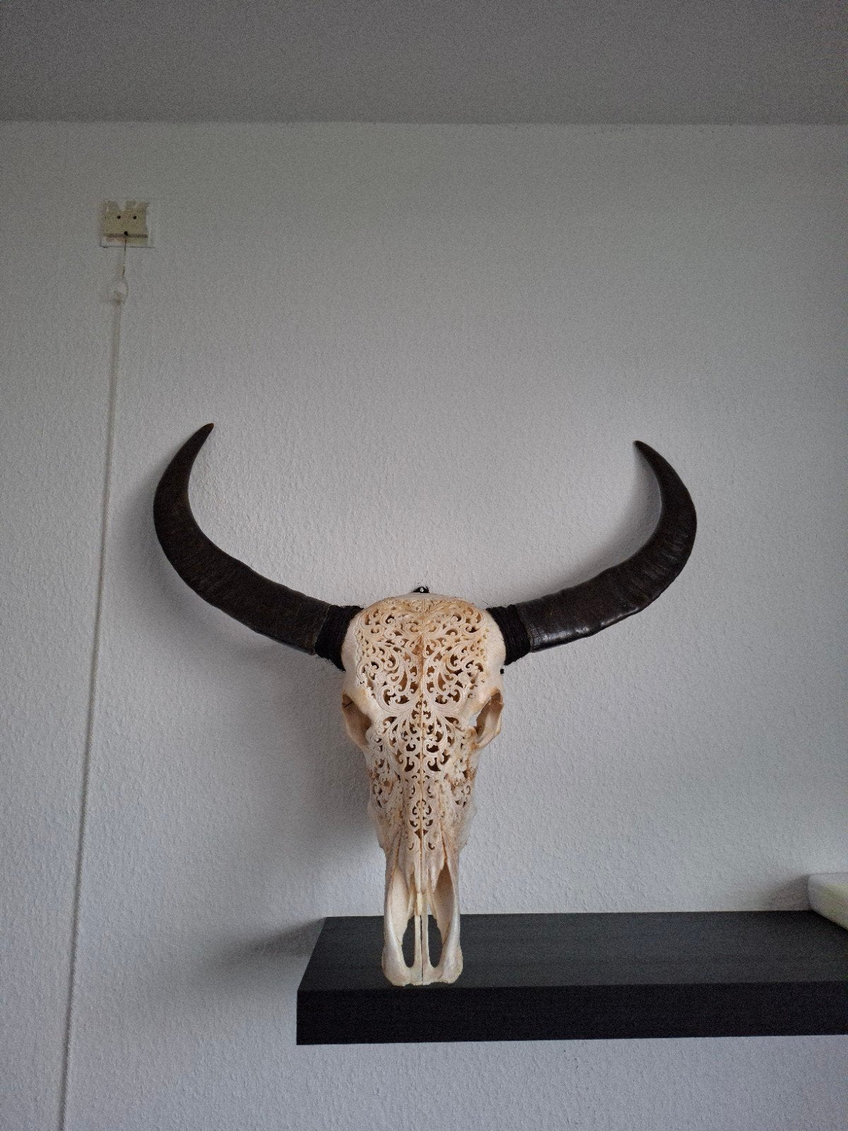 Mooie grote waterbuffel schedel hand gesneden, Ophalen of Verzenden