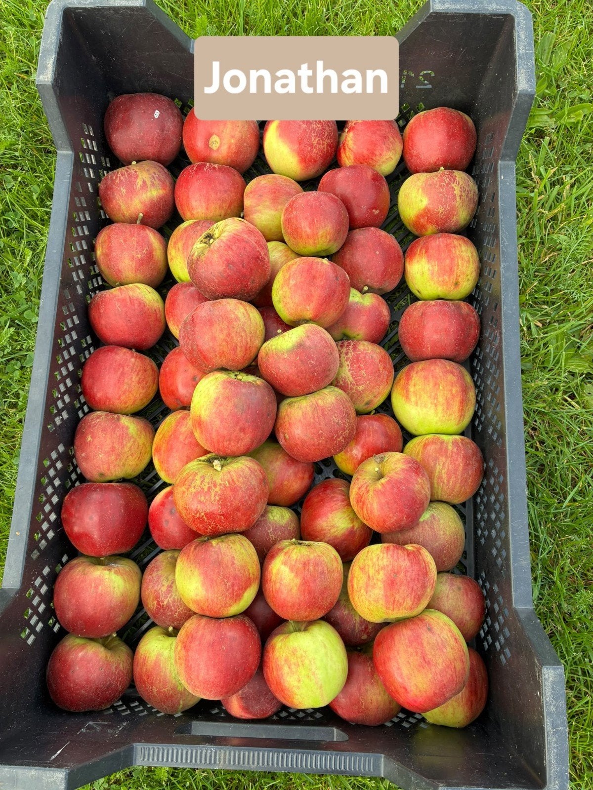 Verse appels van eigen boomgaard, Ophalen