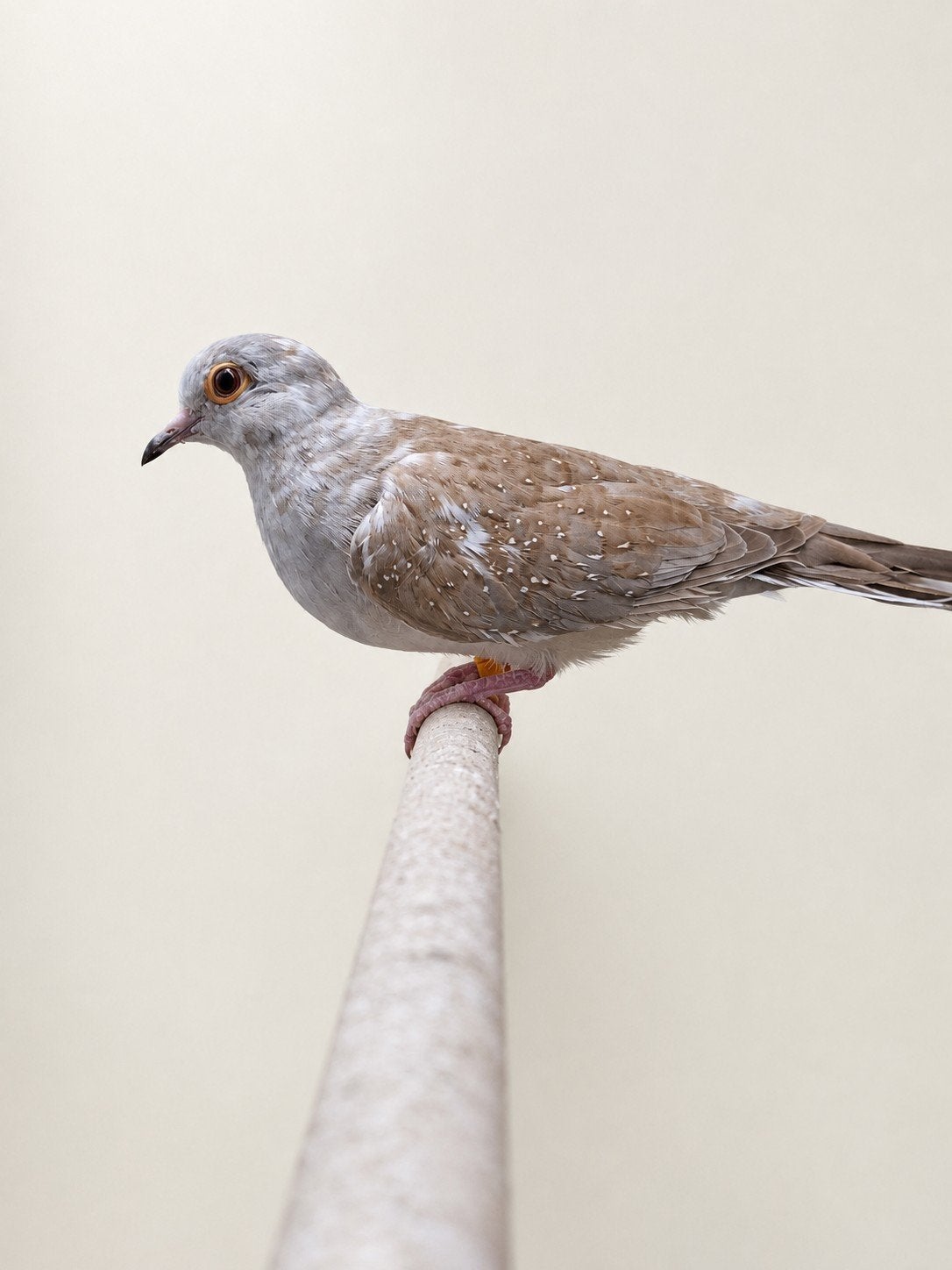 Bonte Diamantduif Diamantduifjes pop, Dieren en Toebehoren, Vrouwelijk