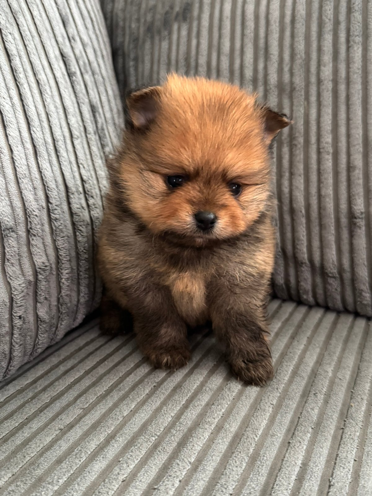 Laatste Pomeriaan Bearface pup -reserveren- 4 weken!, 8 tot 15 weken, Eén hond, CDV (hondenziekte), Nederland