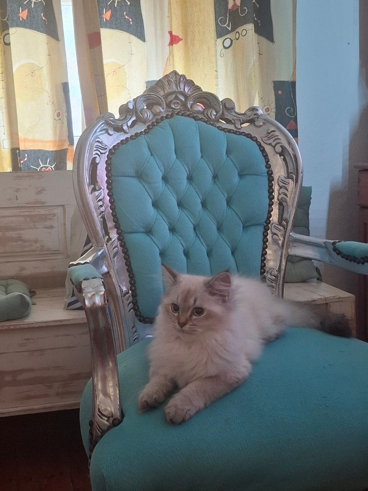 britse langhaar poesjes 4maanden oud, Dieren en Toebehoren, Katten en Kittens | Overige Katten, Poes