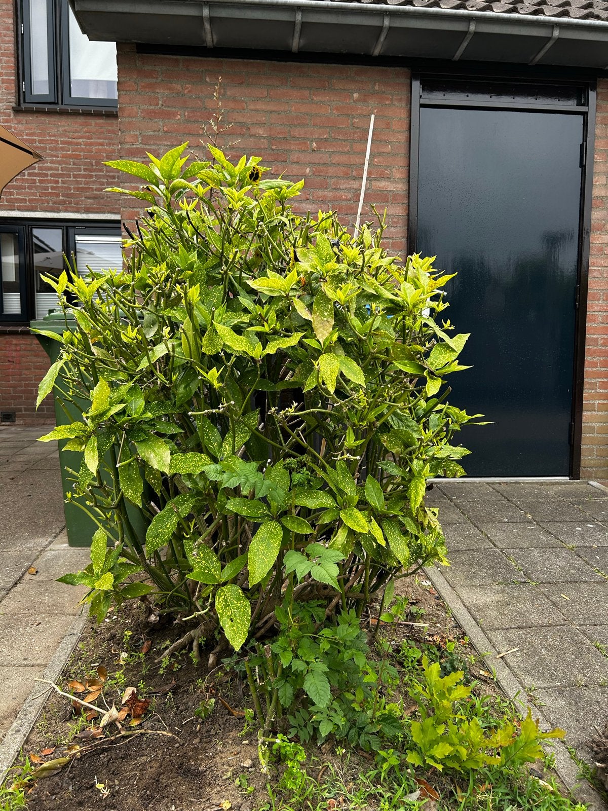 Grote groene struik. Gratis. Zelf uitgraven. Moet zsm weg, Vaste plant, Bloeit niet, Halfschaduw, Ophalen
