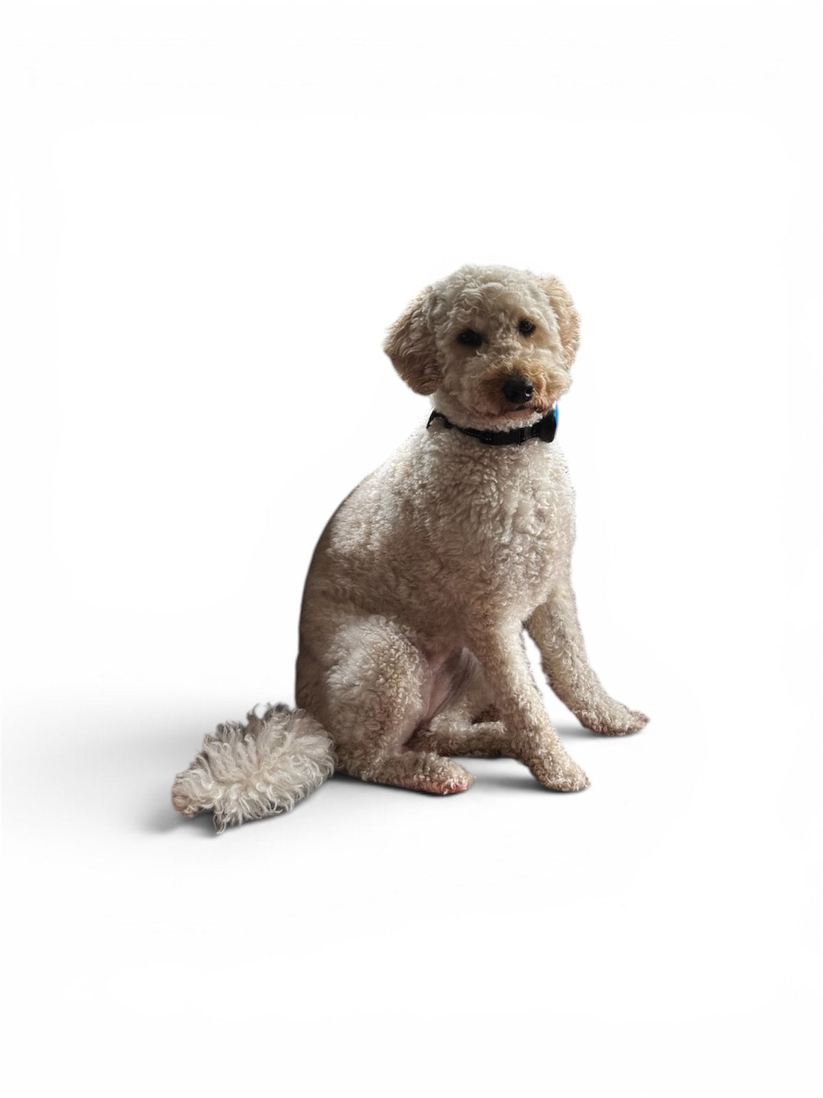 LABRADOODLE medium apricot kleur Haaksbergen, Dieren en Toebehoren, Parvo, Overige rassen, Teef, Eén hond