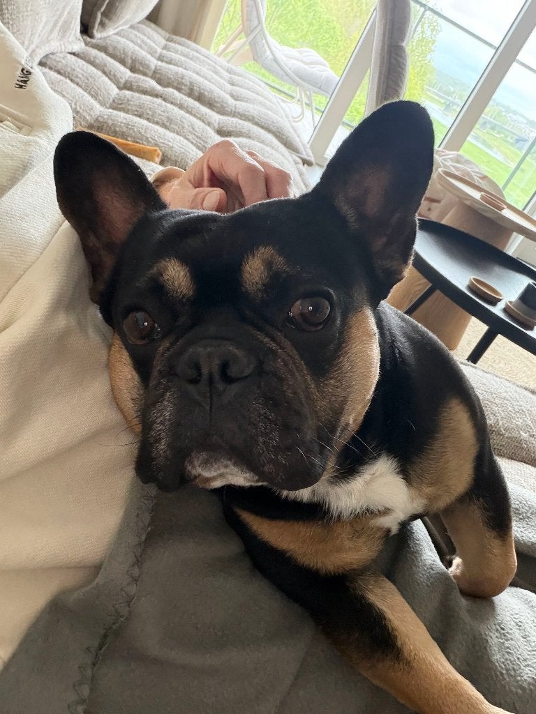 Franse Bulldog Reu (2,5 jaar) zoekt een geduldig baasje, Dieren en Toebehoren, Reu, 1 tot 2 jaar, Parvo, Bulldog