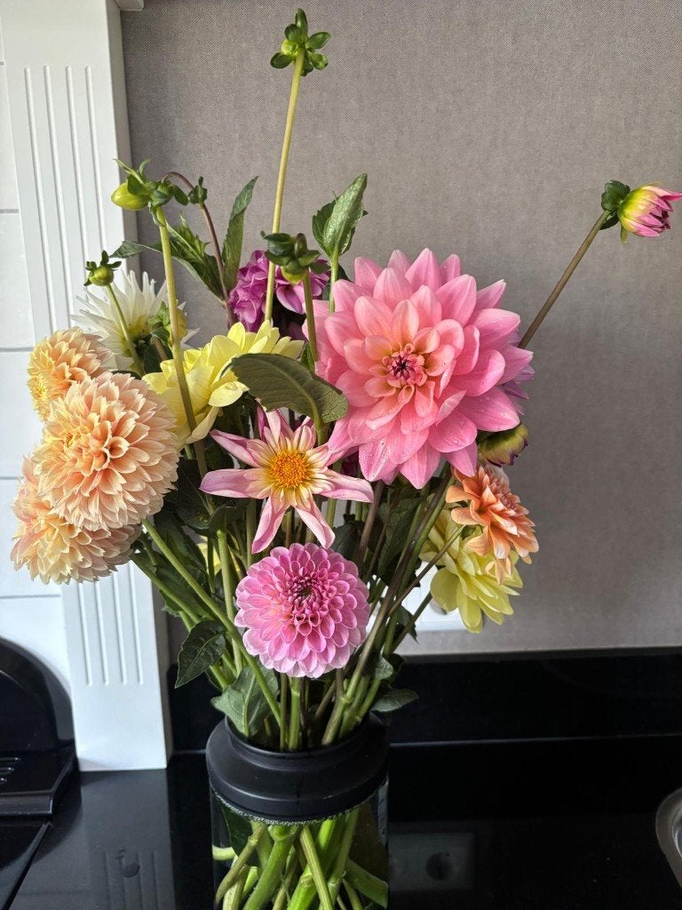 dahlia boeket, Ophalen, Overige soorten, Volle zon