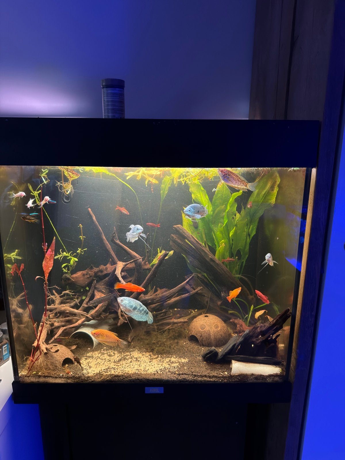 Compleet 120 liter juwel aquarium, Dieren en Toebehoren, Vissen | Aquaria en Toebehoren, Nieuw, Gevuld zoetwateraquarium, Juwel