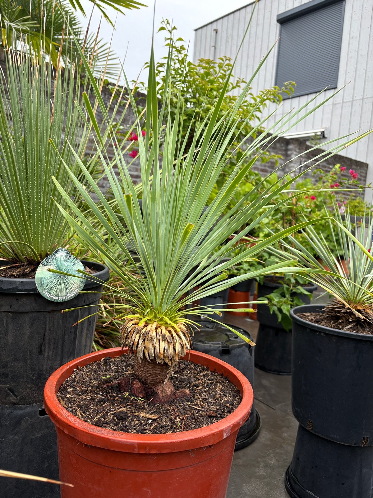 Aangeboden 3 super schattige yucca  rostrata woestijn plant!, Volle zon, Vaste plant, Zomer, Ophalen