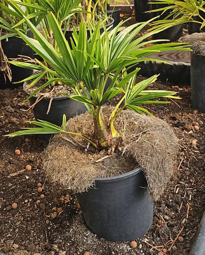 palmboom Trachycarpus Fortunei, Minder dan 100 cm, Zomer, Palmboom, Ophalen