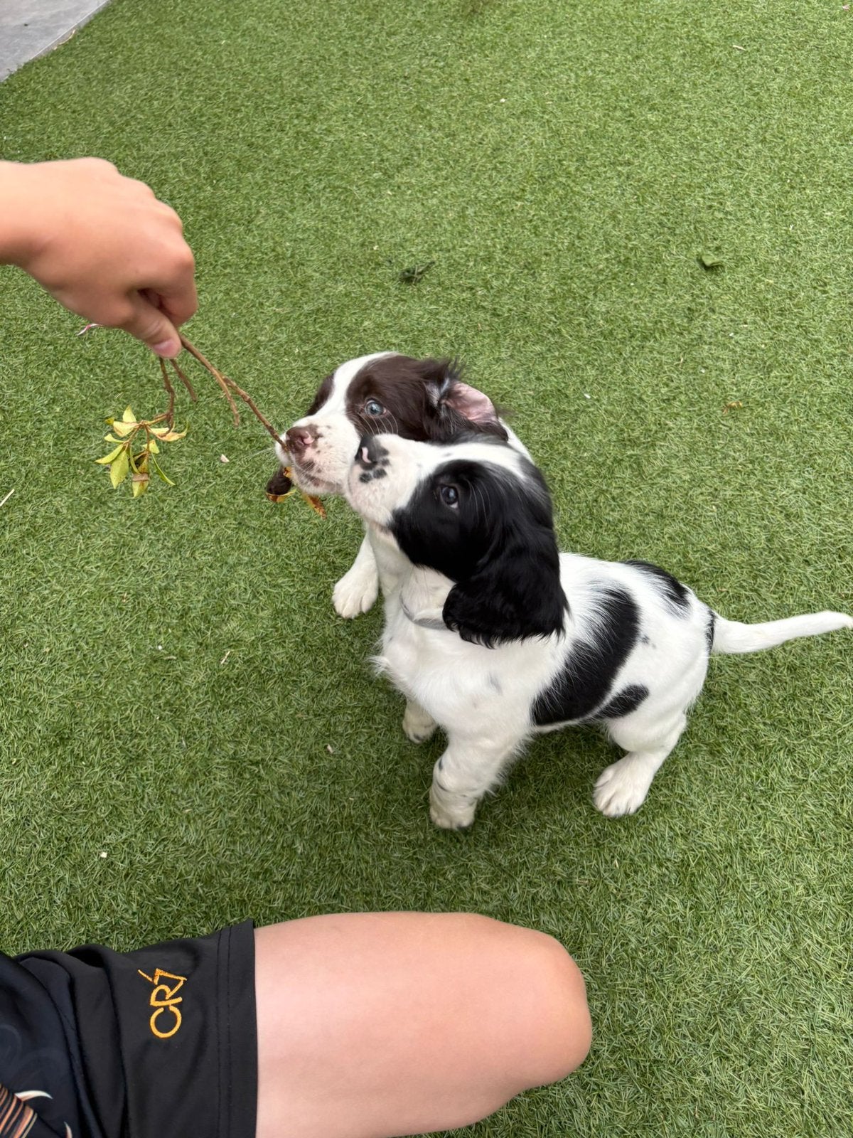Engelse Springer Spaniël pups te koop – 2 pups beschikbaar, 8 tot 15 weken, Meerdere, Meerdere dieren, Spaniël