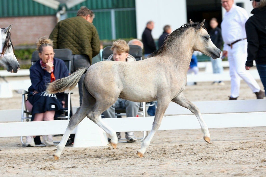 Prachtig welsh sectie A merrieveulen, Dieren en Toebehoren, Merrie, Met stamboom, 0 tot 2 jaar
