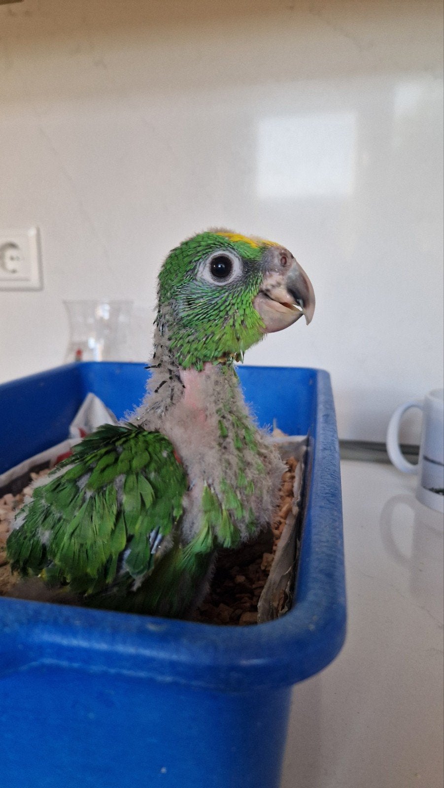 Superlieve Geelvoorhoofd Amazones tam! Paar weken oud!, Dieren en Toebehoren, Papegaai, Geringd