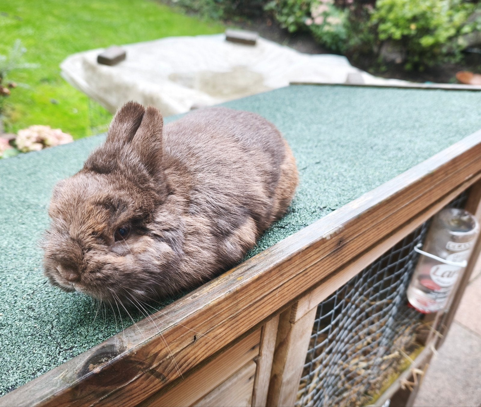 Dwergkonijn, Dieren en Toebehoren, Mannelijk, Dwerg, 3 tot 5 jaar