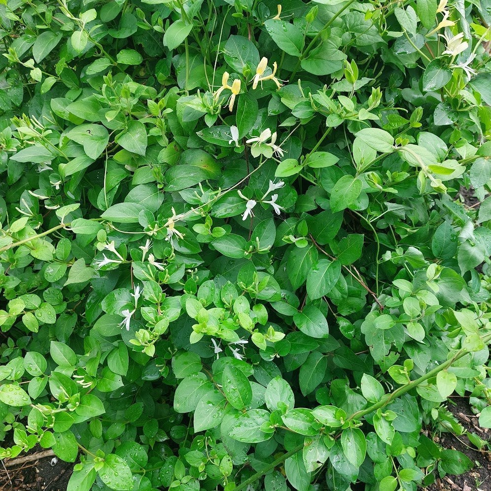 Kamperfoelie, Tuin en Terras, Planten | Tuinplanten, Ophalen, Volle zon, Vaste plant, Klimplanten