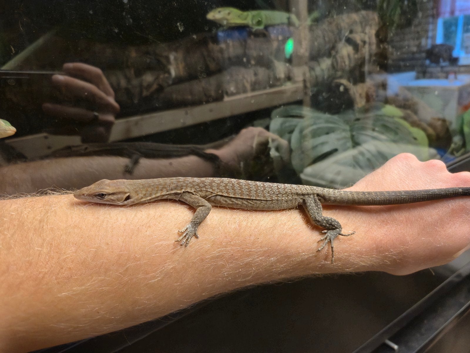 Varanus tristis tristis 1.0 NK25 Monitor Lizard photo 4