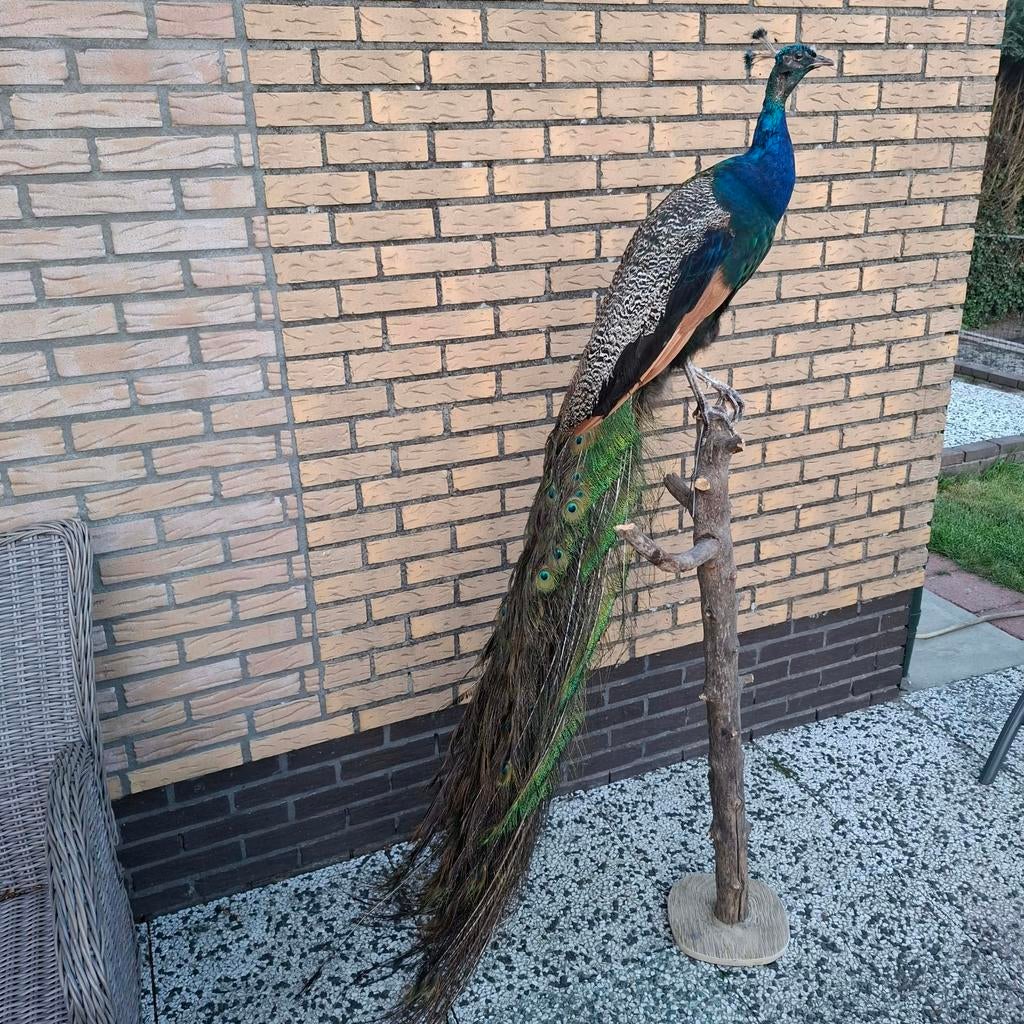 Prachtige opgezette pauw met grote staart, Ophalen, Zo goed als nieuw, Vogel, Opgezet dier